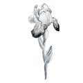 Illustration, pencil sketch. Iris flower. Freehand drawing. Iris branch