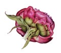 Illustration of a peony Bud