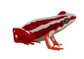 Illustration of a phantasmal poison-arrow frog, Epipedobates tricolor