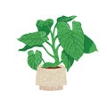 Illustration of Philodendron plant in pot on white