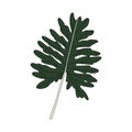 Illustration of Philodendron Xanadu leaf Royalty Free Stock Photo