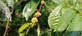 Illustration photo of coffee beans on the tree