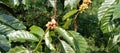 Illustration photo of coffee beans on the tree