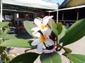 Illustration photo of pink frangipani flowers