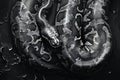 Photo of python skin in black and white, high quality, high resolution Royalty Free Stock Photo