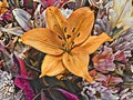 Illustration from photograph of flower bouquet with a yellow Iris in the center