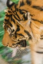 Beautiful Amur Tiger male head close up Royalty Free Stock Photo