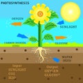 A Detailed Photosynthesis Illustration Royalty Free Stock Photo