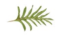 Illustration of Phymatosorus Scolopendria or Monarch Fern Royalty Free Stock Photo