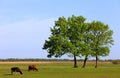 Illustration Ã¢â¬â piebald farm milk cows on a pasture in Biebrzanski Natioal Park in Poland Royalty Free Stock Photo