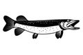 Illustration of pike fish in monochrome style. Pike fish isolated on white background Royalty Free Stock Photo