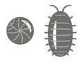 Illustration of Pill bug on white background Royalty Free Stock Photo