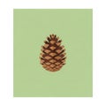 Illustration of a pine cone centered on a light green background Royalty Free Stock Photo