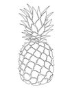 Illustration of pineapple. Black and white print of pineapple. Picture of an exotic fruit. Fresh vitamins. Royalty Free Stock Photo