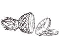 Illustration of pineapple. Ske