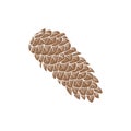 Illustration of pinecones isolated on white