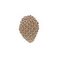 Illustration of pinecones isolated on white