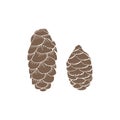 Illustration of a pinecones plant