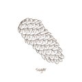 Illustration of pinecones sugar isolated