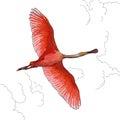 Illustration of pink Flamingos in flight