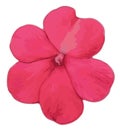 The illustration of a pink flower of garden balsamine Impatiens parviflora. Drawing - Vector - Cartoon.