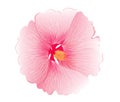 Illustration of pink hibiscus flower on white background Royalty Free Stock Photo
