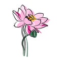 Illustration: Pink lotus, very beautiful, very cute.