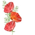 An illustration with a place for the inscription, beautiful exquisite poppies and branches of curly asparagus. Vector