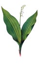 Illustration of a plant. Royalty Free Stock Photo