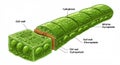 Illustration of a plant cell diagram highlighting its structure. Shows a chain of green Royalty Free Stock Photo