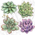 Illustration plant collection botanical evergreen echeveria succulents of different types and colors on a white background Royalty Free Stock Photo