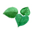 illustration plant leaves trees watercolor nature green