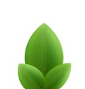 Illustration of plant three realistic green leaves isolated on