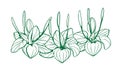 Illustration. Plantain plant, black and white on an isolated background.