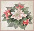 Illustration Poinsettia flower (christmas sta