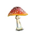 Illustration of a poisonous mushroom fly agaric close-up. red hat of fly-agaric with white spots. isolated on a white