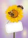 Pollination of bees on sunflower