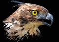 Illustration polygonal drawing of the Changeable Hawk Eagle