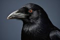 Portrait of a Black Raven (Corvus corax)