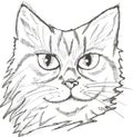 Illustration of a portrait of a cat. Beautiful look for a pet.