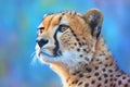 Portrait of cheetah (Acinonyx jubatus) Royalty Free Stock Photo