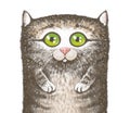 Illustration of a portrait of a gray striped cute cat on a white background. Texture drawing