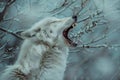 Portrait of a white wolf yawning in the winter forest Royalty Free Stock Photo