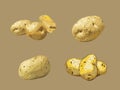 Earth\'s Bounty - Illustration of Potato