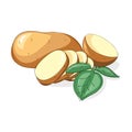 Illustration potato on white