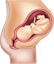 Illustration of pregnant woman and her fetus