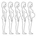 Illustration of a pregnant woman's figure