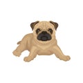 Flat vector icon of pug puppy lying isolated on white background. Small dog with beige coat, wrinkled muzzle and shiny