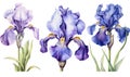 Petal spring iris blooming floral purple background nature background blue flower blossom plant Royalty Free Stock Photo