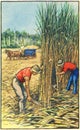 Illustration of Queensland sugar cane farmers